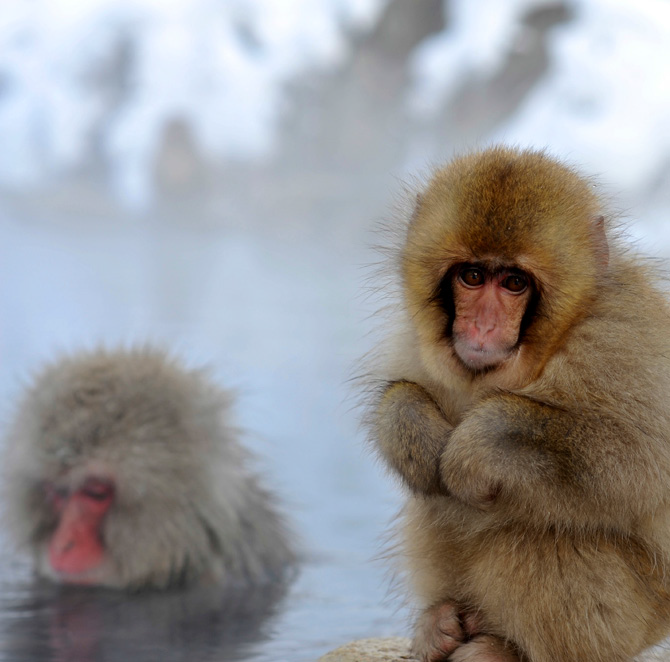 hakuba monkey