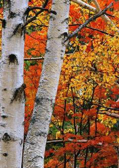 hakuba autumn