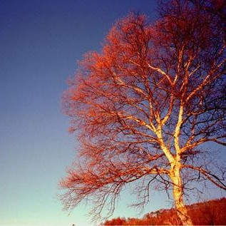 hakuba tree1