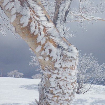 niseko　Frost-covered trees